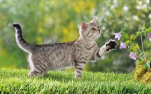 hintergrund-mit-einer-katze-auf-dem-gras-wallpaper