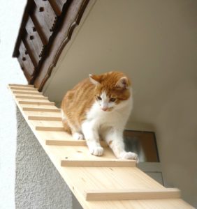 Outdoor Katzenhaus Vorteile Nachteile Empfehlungen